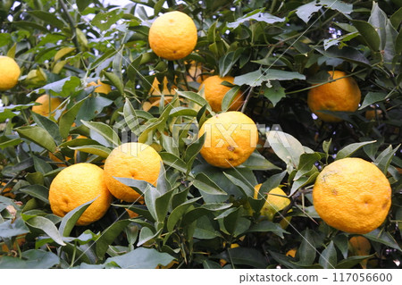 yuzu, fruit, fruit yuzu, fruit, fruit 117056600