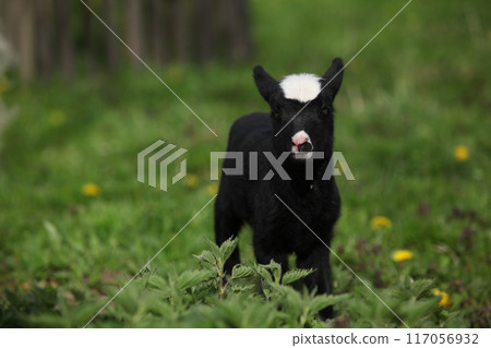 Little lamb with dandelions in spring Little lamb with dandelions in spring 117056932