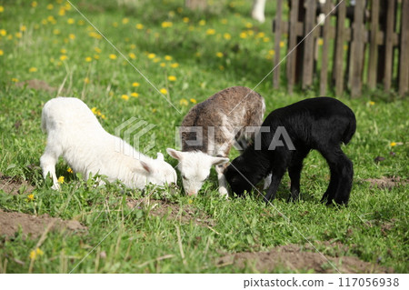 Little lambs and goatling  with dandelions in spring 117056938