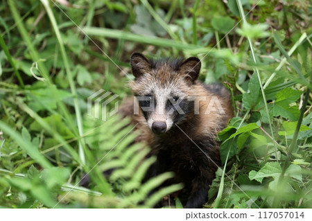 A wild raccoon pup peeking out from the bushes 117057014