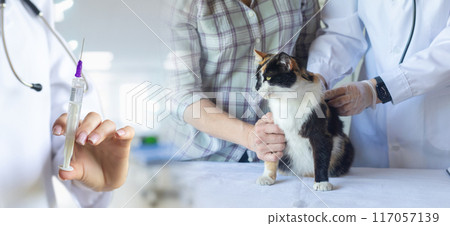 Veterinary treatment for a cat. Veterinary treatment for a cat. 117057139