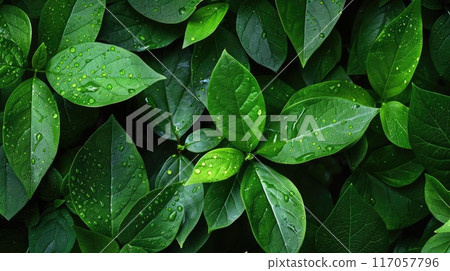 Healthy plant leaves, useful for gardening content Fresh leafy background, ideal for environmental graphics 117057796