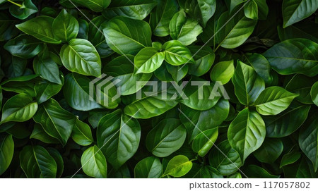 Healthy plant leaves, useful for gardening content Fresh leafy background, ideal for environmental graphics 117057802