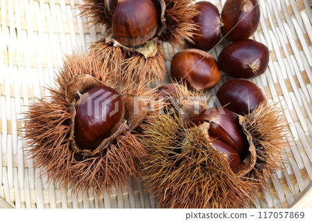 收穫的栗子和毛刺 117057869