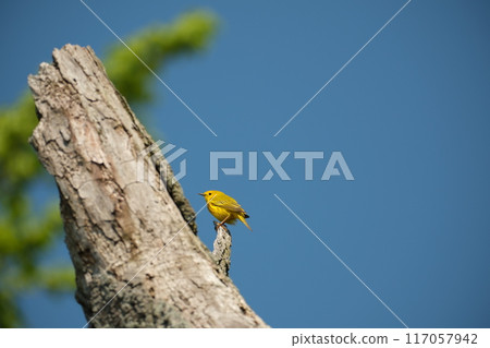 黃鶯棲息在樹上 117057942