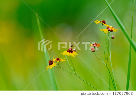 Asteraceae Coreopsis 117057968