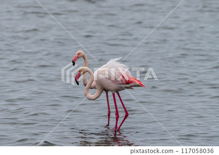 Flamingos near Walvis Bay Flamingos near Walvis Bay 117058036