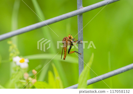 藍翅捕蠅器棲息在人造物上 藍翅捕蠅器棲息在人造物上 117058132