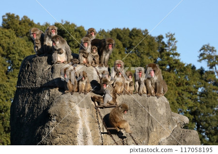 A group of Japanese macaques gathered on Monkey Mountain 117058195