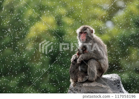 Japanese macaque mother holding her child in the rain 117058196