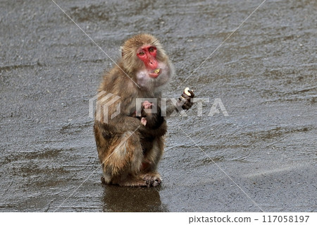 Japanese macaques holding babies and eating food 117058197