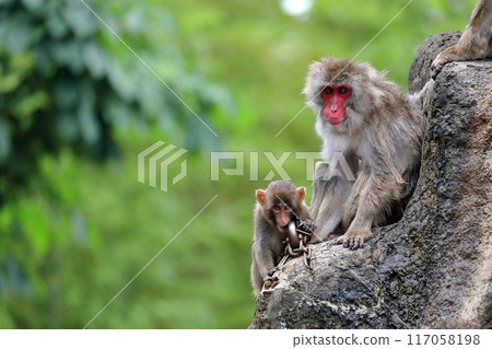 Japanese macaque parent and child looking at the camera 117058198