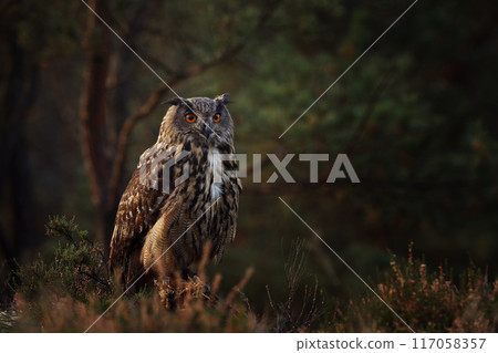 Common Eagle-owl in the purple heather. Forest nature with big owl in autumn morning Common Eagle-owl in the purple heather. Forest nature with big owl in autumn morning 117058357