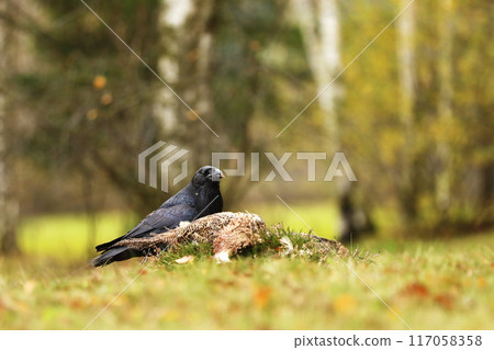Black common raven approaching dead pheasant laying on the ground Black common raven approaching dead pheasant laying on the ground 117058358