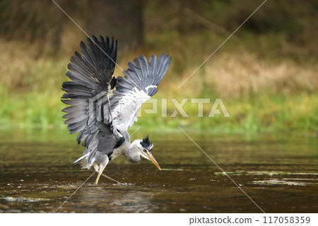Grey Heron, Ardea cinerea, blurred grass in background. Heron in the forest lake. Animal in the nature habitat, hunting in the water. 117058359