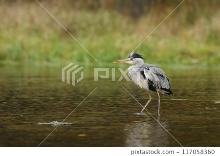 Grey Heron, Ardea cinerea, blurred grass in background. Heron in the forest lake. Animal in the nature habitat, hunting in the water. 117058360