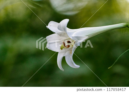 A pure white flower of the lily family, Takasago lily 117058417