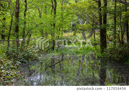 Kamikochi, one of Japan's leading mountain resorts, amidst fresh greenery 117058456