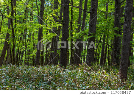Kamikochi, one of Japan's leading mountain resorts, amidst fresh greenery Kamikochi, one of Japan's leading mountain resorts, amidst fresh greenery 117058457
