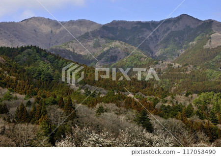 道志山今倉山和平澤之香 117058490