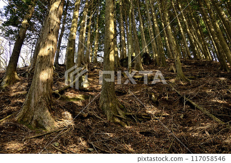 丹澤鳥房總山,清晨的陽光點綴著柏樹林 丹澤鳥房總山,清晨的陽光點綴著柏樹林 117058546