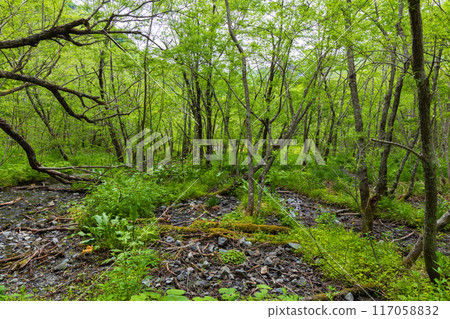 Kamikochi, one of Japan's leading mountain resorts, amidst fresh greenery 117058832
