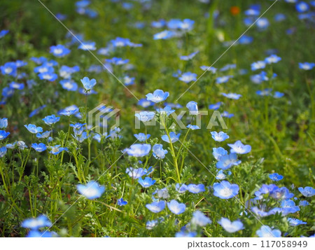 Nemophila Nemophila 117058949