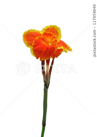 Orange canna flower beautiful 117059049