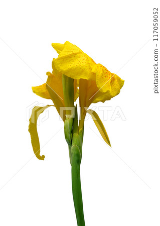 Yellow canna lily or Edible canna flower beautiful Yellow canna lily or Edible canna flower beautiful 117059052