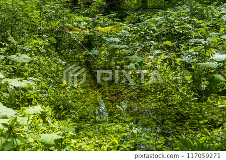 Kamikochi, one of Japan's leading mountain resorts, amidst fresh greenery 117059271