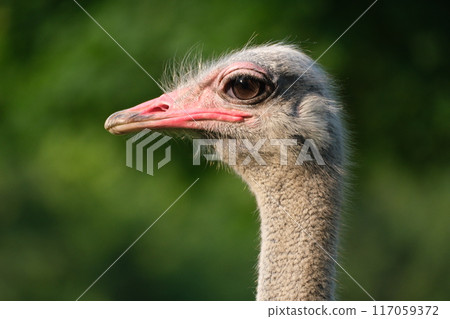 雄性鴕鳥的外形 117059372