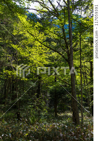 日本最好的山區度假勝地之一,綠樹成蔭的上高地 日本最好的山區度假勝地之一,綠樹成蔭的上高地 117059391