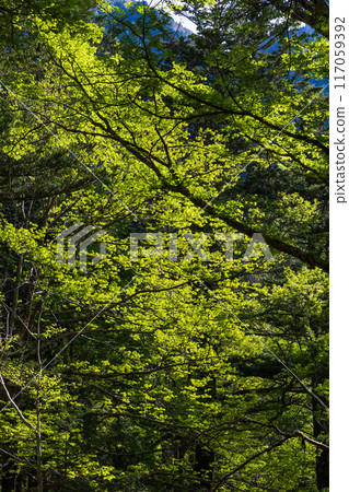 日本最好的山區度假勝地之一，綠樹成蔭的上高地 117059392