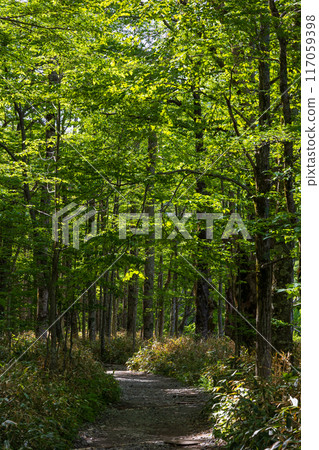 Kamikochi, one of Japan's leading mountain resorts, amidst fresh greenery 117059398