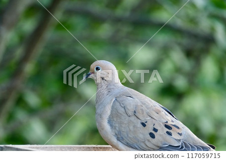 Mourning dove landing on a wooden box 117059715