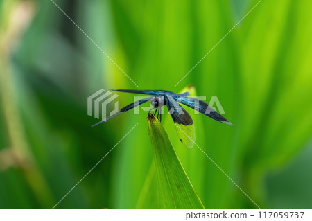 A male dragonfly with beautiful metallic lustrous wings 117059737