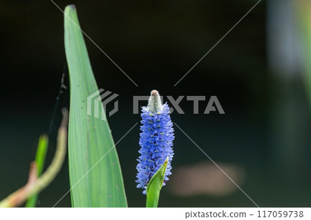 Cool blue full bloom Nagasumi Aoi 117059738