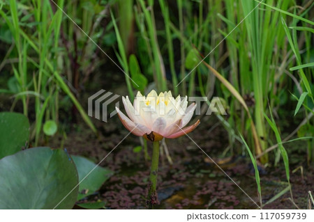 Water lily flower in full bloom with a pale yellow and pink gradient 117059739