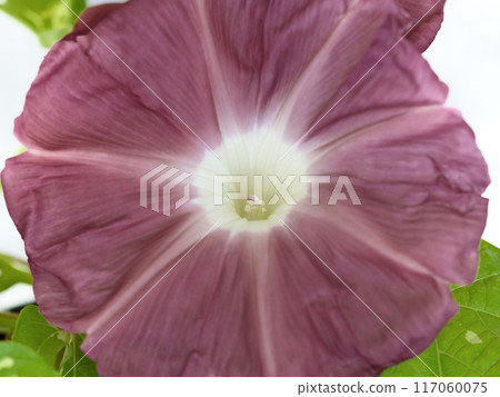 Flower of morning glory 117060075