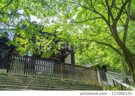 Fresh greenery in Kyoto: Shoren-in Temple, Gokomon Gate (four-legged gate) 117060120