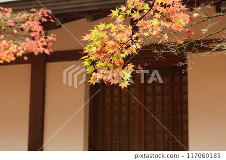 Autumn garden with beautiful autumn leaves Autumn garden with beautiful autumn leaves 117060185