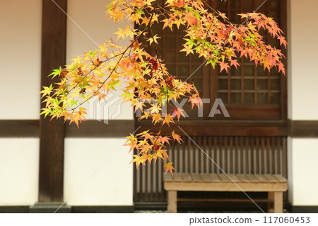 Autumn garden with beautiful autumn leaves Autumn garden with beautiful autumn leaves 117060453