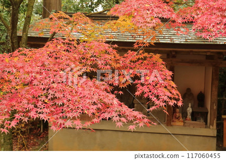 Autumn leaves and red maple Autumn leaves and red maple 117060455