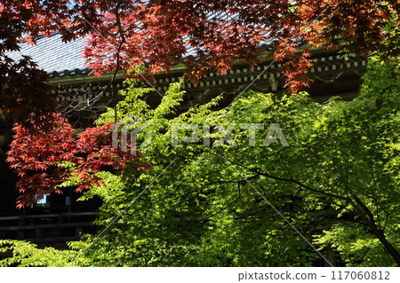 Nomura maple at Banshu Kiyomizu Temple Nomura maple at Banshu Kiyomizu Temple 117060812