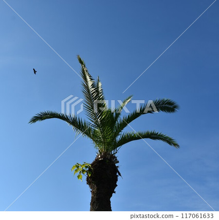 An extraordinary tropical landscape 117061633