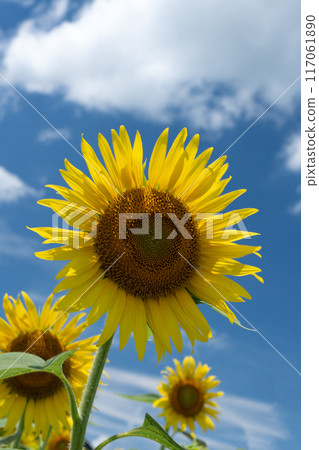 複製仲夏天空的空間和透過向日葵花瓣照射的光線 複製仲夏天空的空間和透過向日葵花瓣照射的光線 117061890
