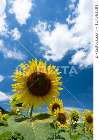 複製仲夏天空的空間和透過向日葵花瓣照射的光線 117061891