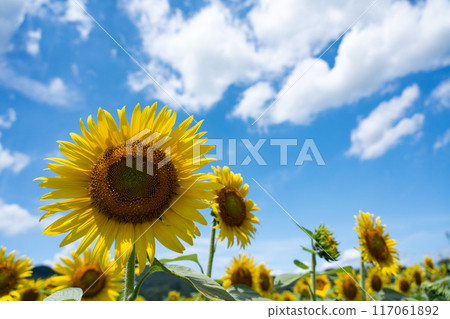 複製仲夏天空的空間和透過向日葵花瓣照射的光線 複製仲夏天空的空間和透過向日葵花瓣照射的光線 117061892
