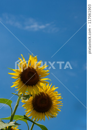 Copy space of the midsummer sky and light shining through sunflower petals Copy space of the midsummer sky and light shining through sunflower petals 117061903