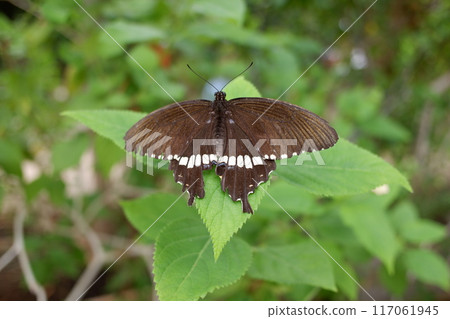 白面燕尾蝶生物昆蟲生物外 白面燕尾蝶生物昆蟲生物外 117061945